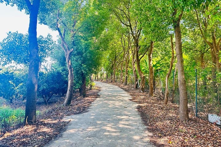 Cycle the Yangtze: Half-Day Bike Tour Around Chongming Changxing Island photo 4