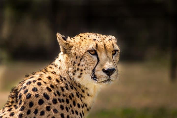 3-Day Safari: Hluhluwe-iMfolozi & iSimangaliso from Durban