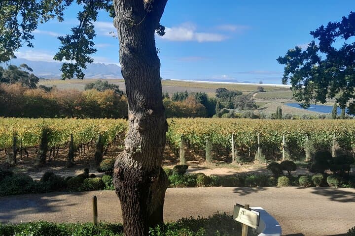 Private Winelands Wine Tasting in Stellenbosch & Franschhoek: A Full-Day Pairing Tour photo 6
