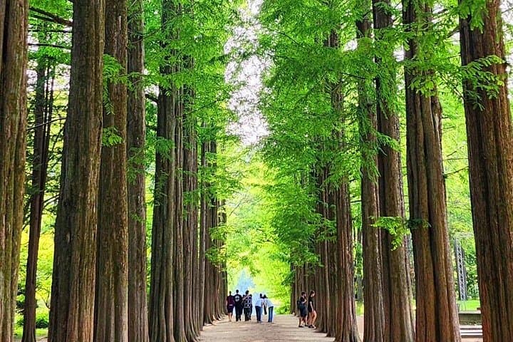 Nami Island & Morning Calm Garden: Private Day Tour from Seoul photo 1