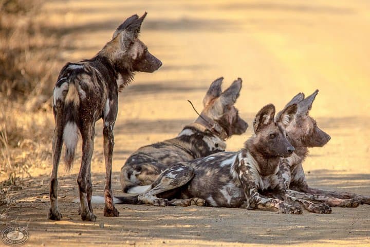 3-Day Safari: Hluhluwe-iMfolozi & iSimangaliso from Durban photo 6