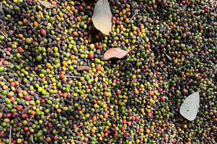 Sao Paulo Coffee Farm Tour: Coffee Route, History & Farm Lunch photo 5