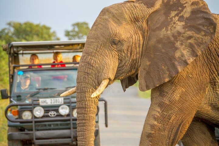 Exclusive Hluhluwe‑iMfolozi Full‑Day Private Big 5 Safari from St Lucia photo 1
