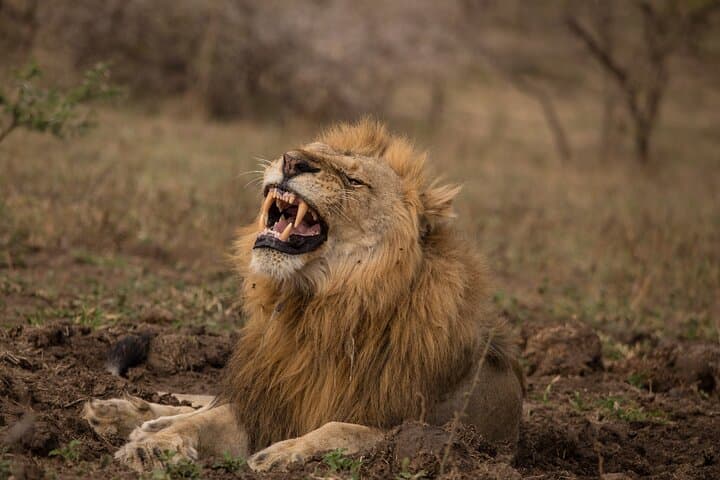Exclusive Hluhluwe‑iMfolozi Full‑Day Private Big 5 Safari from St Lucia photo 2
