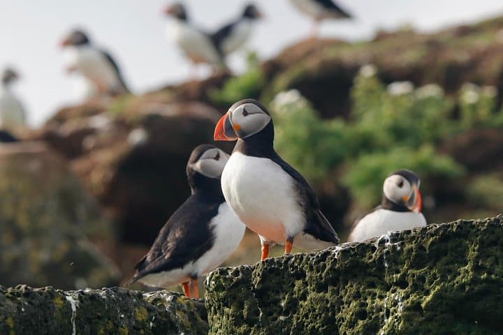 Reykjavík Puffin Watching Cruise: Classic Harbor Bird & Seal Safari photo 2