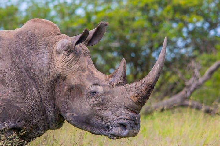 Exclusive Hluhluwe‑iMfolozi Full‑Day Private Big 5 Safari from St Lucia photo 4