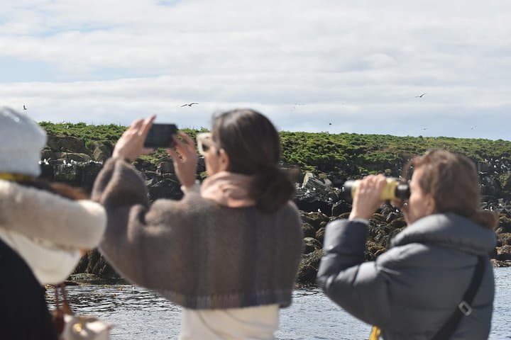 Reykjavík Puffin Watching Cruise: Classic Harbor Bird & Seal Safari photo 3