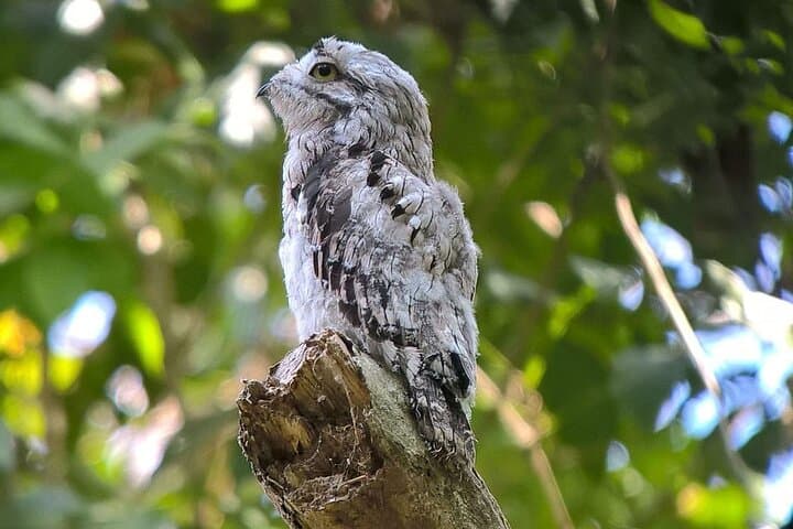 Manuel Antonio National Park Guided Wildlife Walk & Beach Visit (2–3 hrs) photo 5