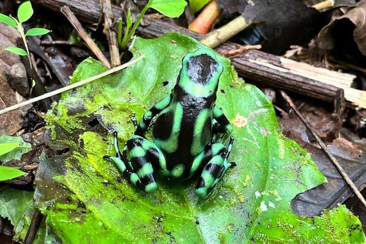 Manuel Antonio National Park Guided Wildlife Walk & Beach Visit (2–3 hrs) photo 6