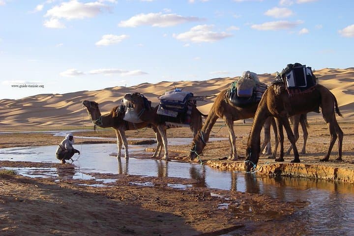 7-Day Camel Trek to Lake Houidat — Grand Erg Oriental Desert Caravan photo 2