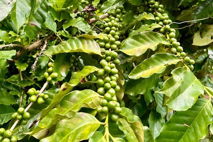 San Jacinto Cacao and Coffee Experience — Farm Tour, Roast & Museum Visit photo 3