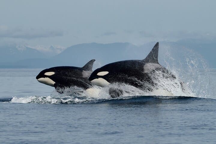 Full-Day Whale Watching in Campbell River: Humpbacks, Orcas & Coastal Fjords