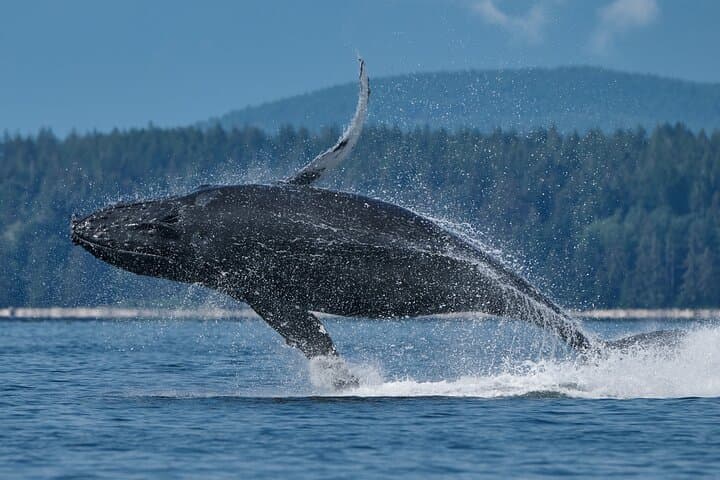 Full-Day Whale Watching in Campbell River: Humpbacks, Orcas & Coastal Fjords photo 2