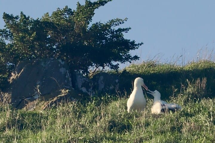 Otago Harbour Wildlife Cruise: Albatross, Seals & Seabirds Around Taiaroa Head photo 6