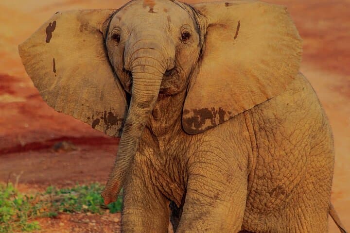 4-Day Tsavo & Amboseli Safari — Big Game, Kilimanjaro Views and Lodge Stays photo 4