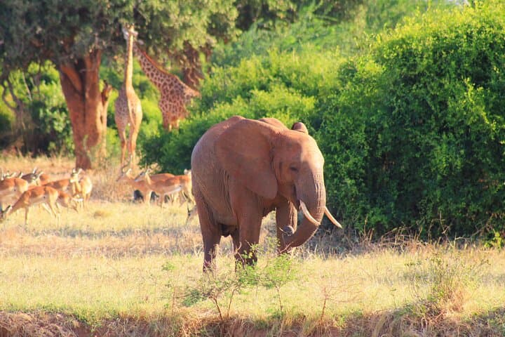 4-Day Tsavo & Amboseli Safari — Big Game, Kilimanjaro Views and Lodge Stays photo 5