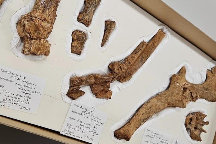 Private Naracoorte Caves Tour — Exclusive Fossil Lab Access & Yallum Park Visit photo 6