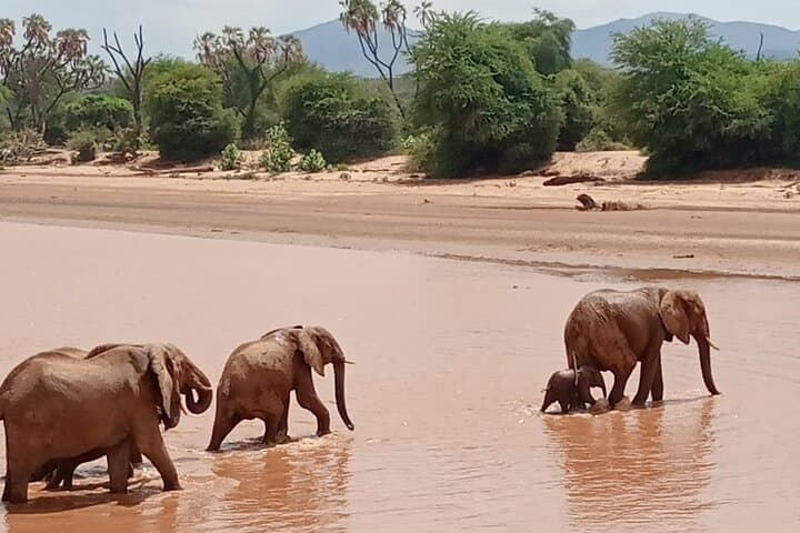 Samburu Sopa Lodge Private Safari: 3-Day Wildlife Tour from Nairobi