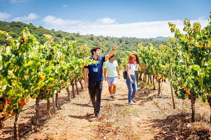 Arrábida & Sesimbra Day Trip from Lisbon: Coastal Views, Wine Tasting & Market Visit photo 2