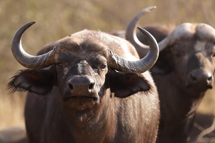 Big 5 Sunset Safari in Hoedspruit: Private Game Drive at Dusk photo 4