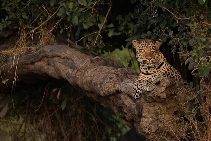 Big 5 Sunset Safari in Hoedspruit: Private Game Drive at Dusk photo 5