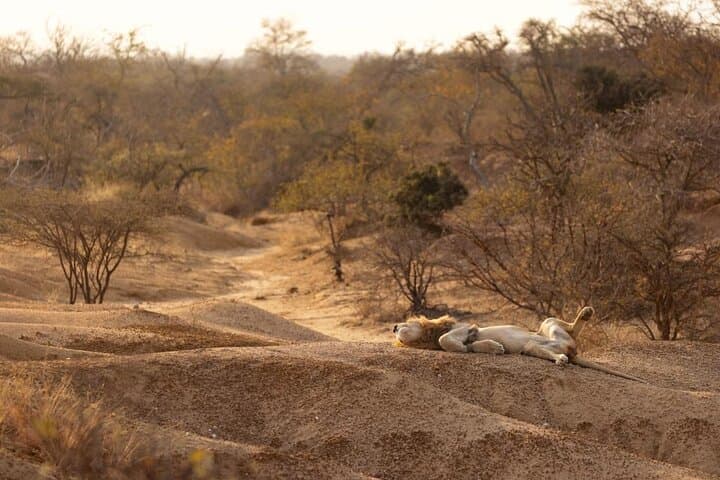 Big 5 Sunset Safari in Hoedspruit: Private Game Drive at Dusk photo 6