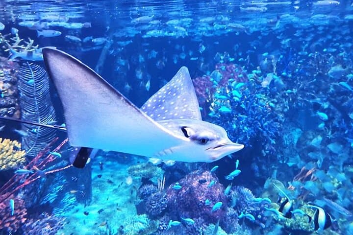 Aquaria Phuket & AR Trick Eye Museum: Interactive Aquarium and 4D Art Experience photo 6