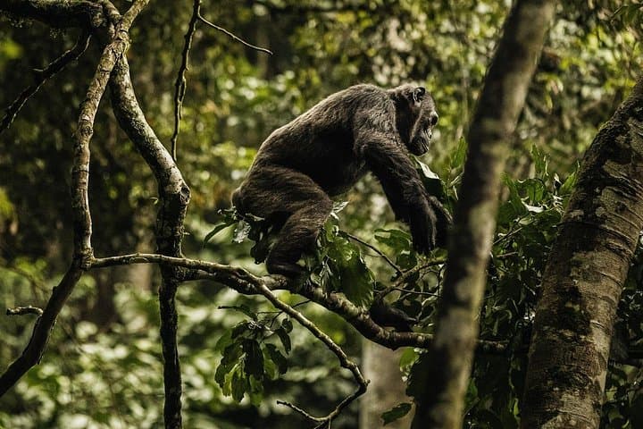 2-Day Nyungwe Chimpanzee Trek & Canopy Walk — Nyungwe National Park Adventure photo 1