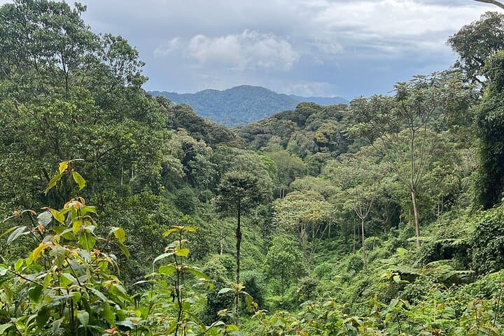 Nyungwe Canopy Walk & Waterfall Day Trip from Kigali — Full-Day Rainforest Adventure photo 4