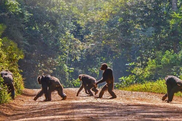 Nyungwe Canopy Walk & Waterfall Day Trip from Kigali — Full-Day Rainforest Adventure photo 3