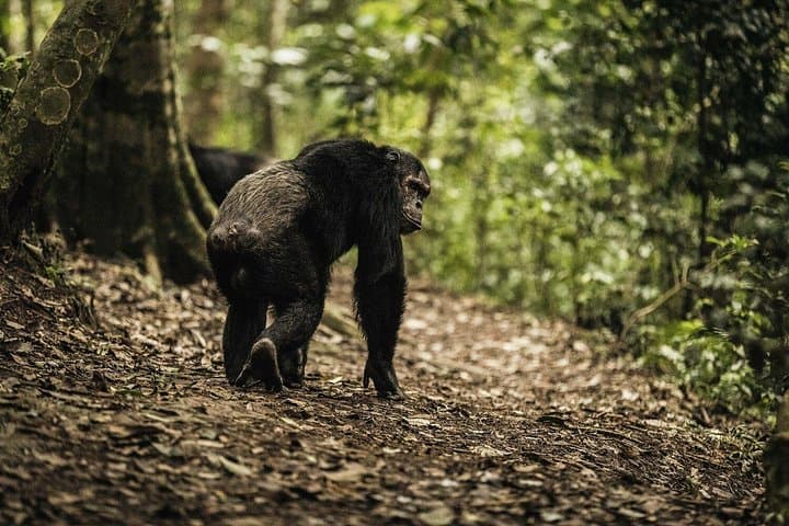 2-Day Nyungwe Chimpanzee Trek & Canopy Walk — Nyungwe National Park Adventure photo 2