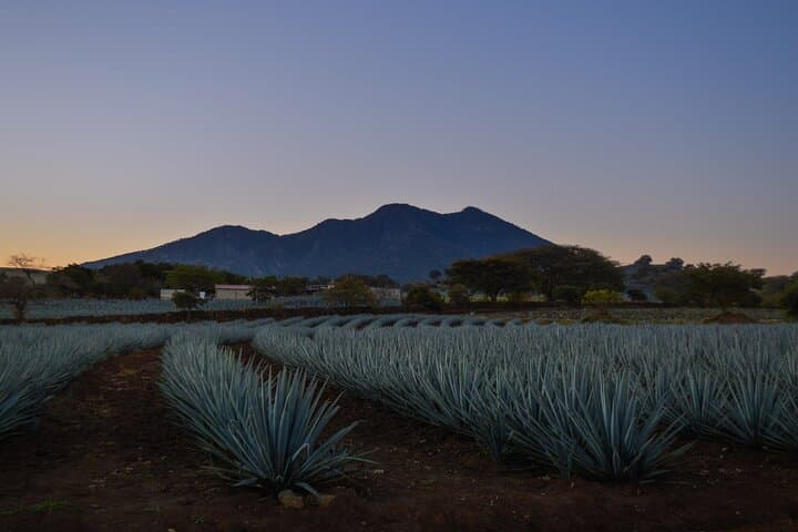 Day Trip to Tequila: José Cuervo Distillery, Agave Fields & Tasting from Puerto Vallarta photo 3