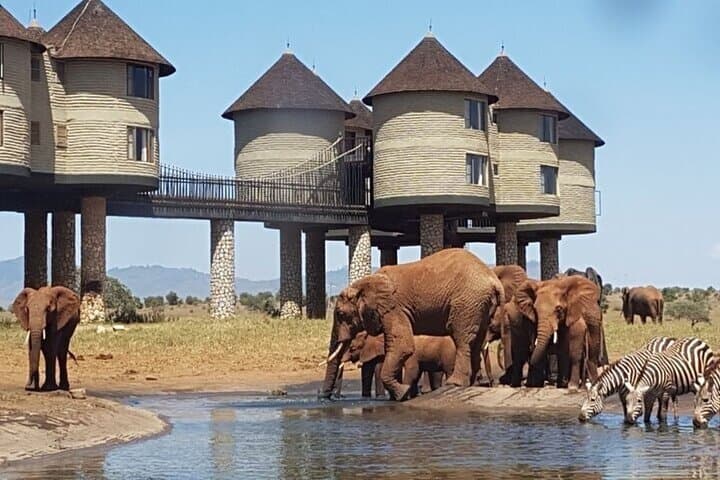 Overnight Safari to Salt Lick Lodge — Taita Hills Two-Day Wildlife Escape from Mombasa or Diani