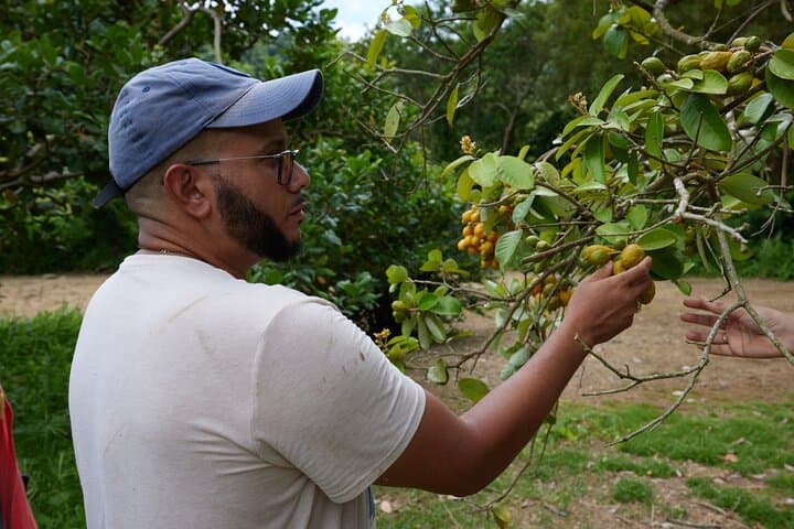 Soma Garden Tropical Fruit Farm Tour & Mermaid's Pool Swim, Dominica photo 3
