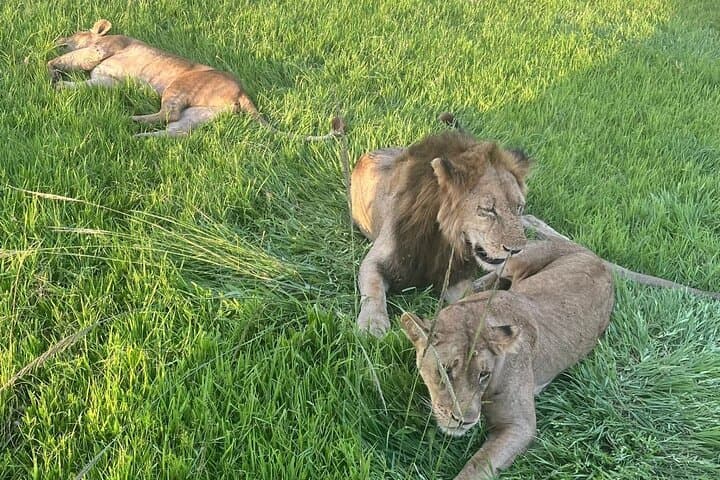 Two-Day Private Safari to Mikumi National Park from Zanzibar or Dar es Salaam