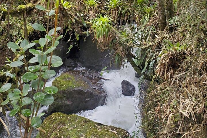 Papallacta Hot Springs and Cayambe-Coca Forest Hike: Thermal Pools & Waterfall Walk photo 4