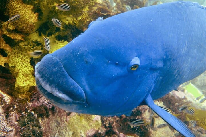 Guided Snorkeling in Bondi: Discover Sydney’s Coastal Marine Life photo 6