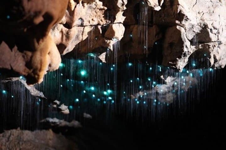 Spellbound Glowworm Caves Small-Group Tour from Auckland — Waitomo Glowworms photo 4