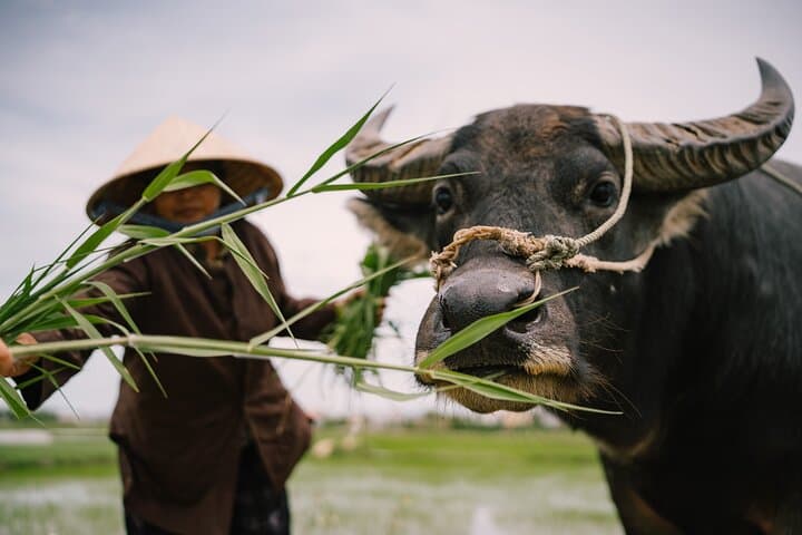 Hoi An Countryside Electric Car Tour — Rice Fields, Coconut Forests & Local Life photo 2