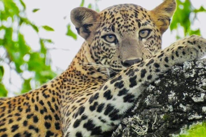 Yala National Park Leopard Safari with Dinuka Safari — Morning & Full-Day Jeep Tours photo 3
