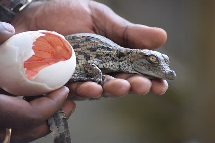 La Vanille Nature Park: Crocodiles, Giant Tortoises & the Insectarium in Mauritius