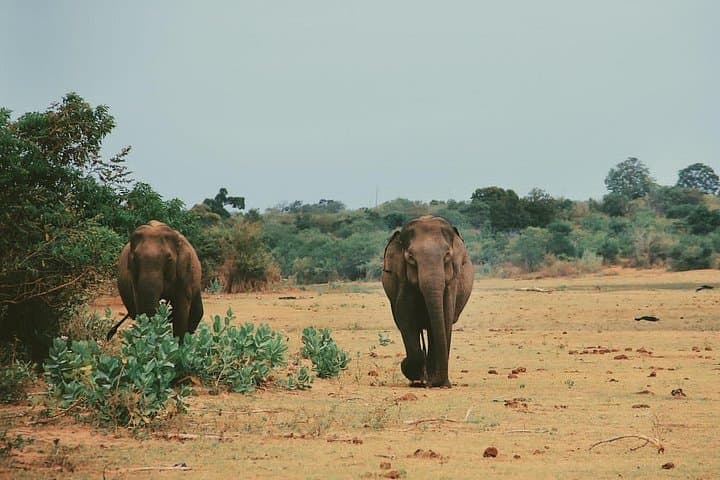 Udawalawe National Park Safari — Elephant Encounters in Southern Sri Lanka photo 2