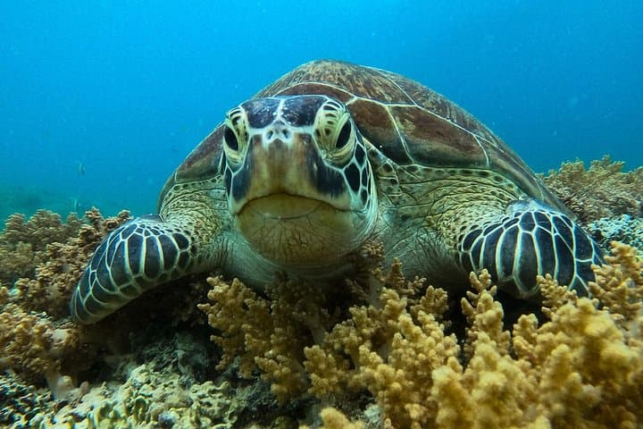Private Snorkeling Across the 3 Gili Islands — Trawangan, Meno & Air Day Trip photo 3