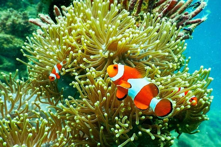 Private Snorkeling Across the 3 Gili Islands — Trawangan, Meno & Air Day Trip photo 4