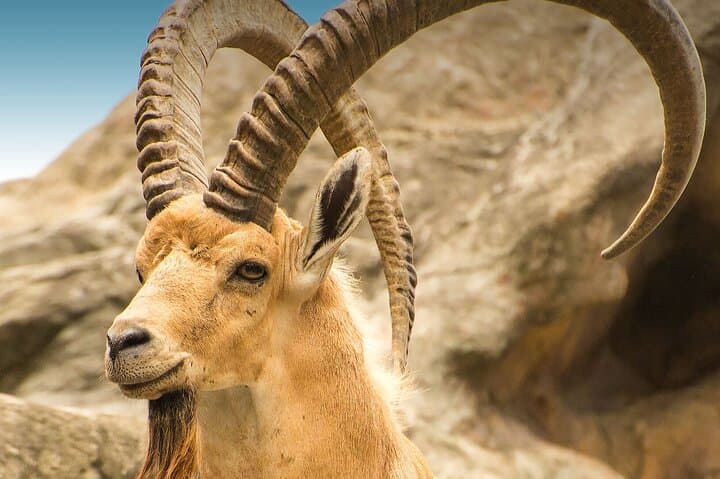 Hegra Safari: 4x4 Nature & Wildlife Tour in AlUla's Hegra Reserve