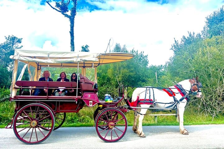 Exploring Killarney National Park by Jaunting Car: A Scenic One-Hour Ride photo 2