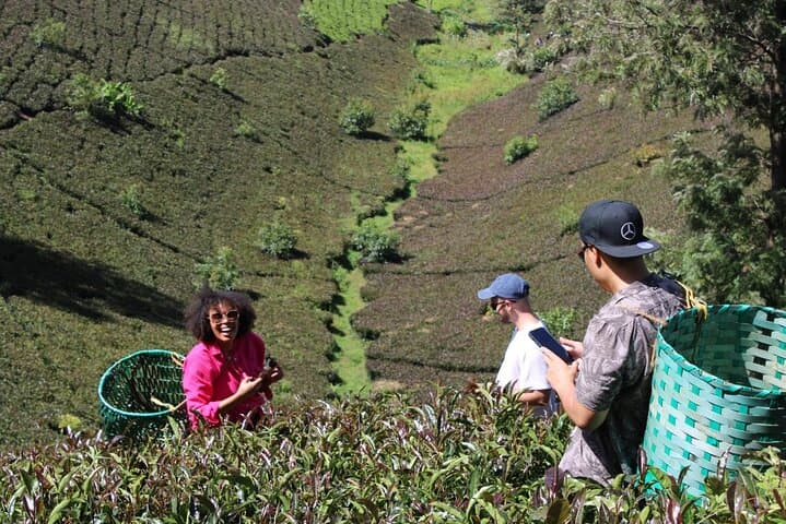 Purple Tea Farm Day Tour from Nairobi: Hands-On Tea Picking, Processing & Waterfall Walk photo 2