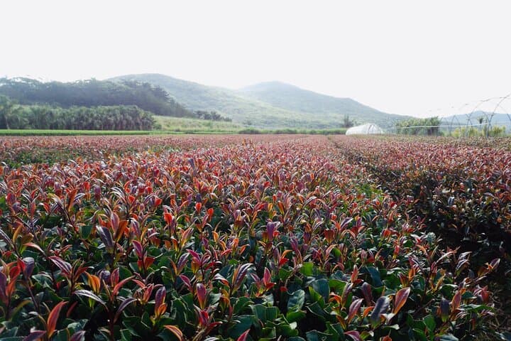 Purple Tea Farm Day Tour from Nairobi: Hands-On Tea Picking, Processing & Waterfall Walk