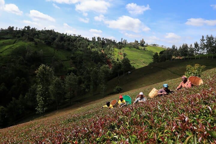 Purple Tea Farm Day Tour from Nairobi: Hands-On Tea Picking, Processing & Waterfall Walk photo 4
