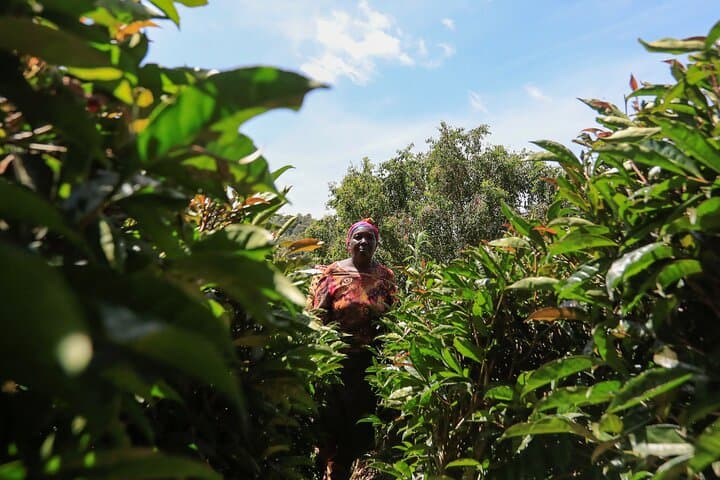 Purple Tea Farm Day Tour from Nairobi: Hands-On Tea Picking, Processing & Waterfall Walk photo 6